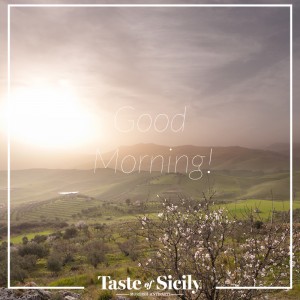 A taste of Sicily - valle del belice olives